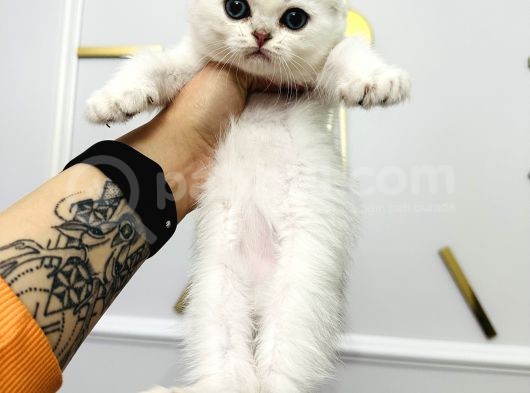 Scottish Fold Silver Yavru görsel