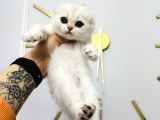 Scottish Fold Silver Yavru