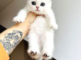 Scottish Fold Silver Yavru