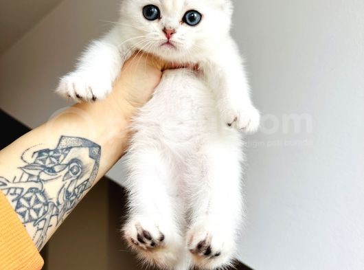 Scottish Fold Silver Yavru görsel