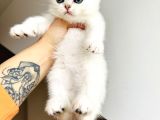 Scottish Fold Silver Yavru