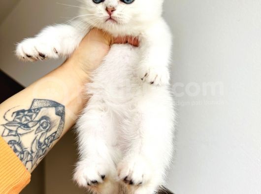 Scottish Fold Silver Yavru görsel