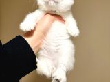 Scottish Fold Silver Yavru