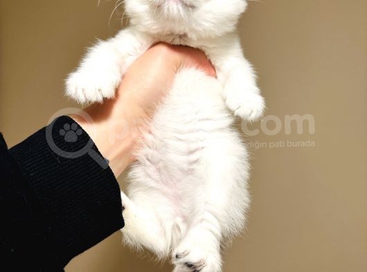 Scottish Fold Silver Yavru görsel
