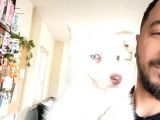 Mükemmel Husky Sibirya Kurdu Yavrularımız