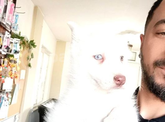 Mükemmel Husky Sibirya Kurdu Yavrularımız görsel