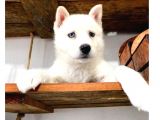 Mükemmel Husky Sibirya Kurdu Yavrularımız