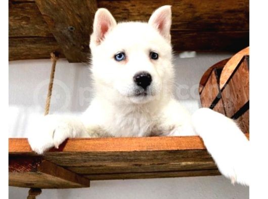Mükemmel Husky Sibirya Kurdu Yavrularımız görsel