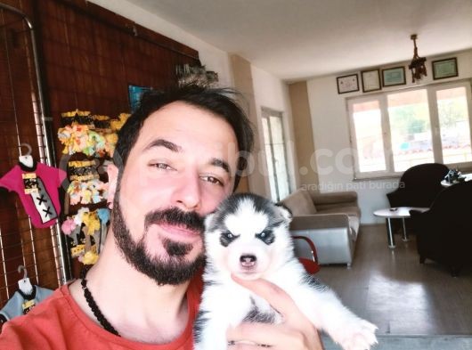 Mükemmel Husky Sibirya Kurdu Yavrularımız