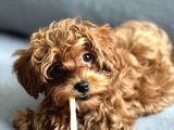3 AYLIK 0 NUMARA SCR Lİ ÇİPLİ AŞILI DİŞİ MALTİPOO YAVRU