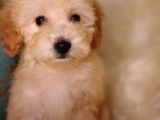 Son Iki Poodle Yavru Uygun Fiyata Sahiplendirilecek