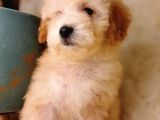 Son Iki Poodle Yavru Uygun Fiyata Sahiplendirilecek