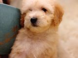 Son iki poodle yavru uygun fiyata sahiplendirilecek