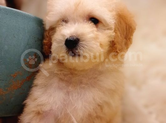 Son Iki Poodle Yavru Uygun Fiyata Sahiplendirilecek