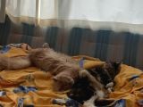 Maine Coon Scrli