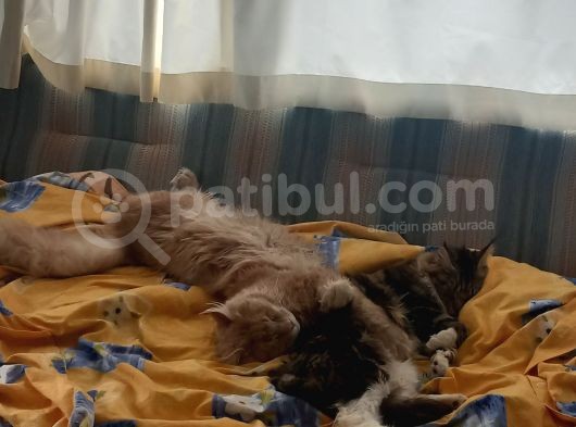 Maine Coon Scrli görsel