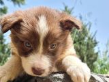 Dünyanin En Akilli Köpeği̇ Kahve-Beyaz Border Colli̇e Bebekler