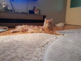 Maine coon Scrli