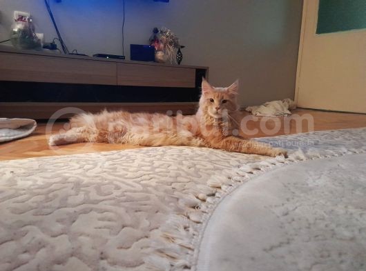 Maine Coon Scrli