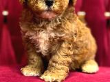 Mall Of İstanbul Vonalpten Malti̇poo