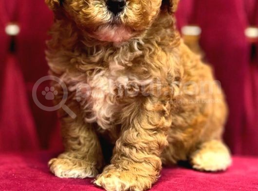 Mall Of İstanbul Vonalpten Malti̇poo görsel