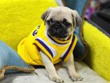 GÜL KUYRUK PUG MOPS YAVRULAR ŞEHİRDIŞI GÖNDERİLİR