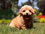 Mall Of İstanbul Vonalpten Malti̇poo