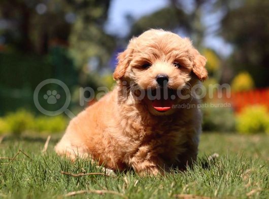 Mall Of İstanbul Vonalpten Malti̇poo görsel
