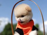 Tea Cup Mini Dişi Pomerian Boo