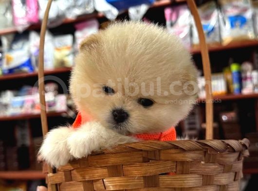 Tea Cup Mini Dişi Pomerian Boo görsel