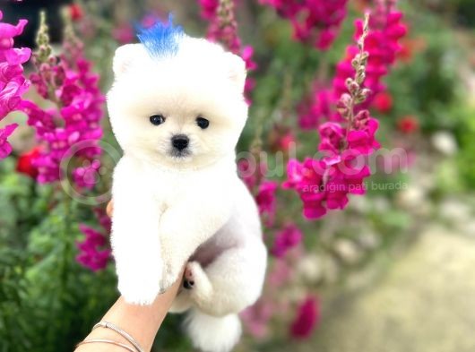 Pomeranian Boo Teddy Face Mini Ayıcık Yavrumuz görsel