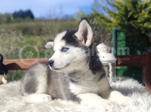 Husky Yavrularımız görsel