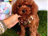 ÇİKOLATA KORE MENŞEİ TOY POODLE BEBEKLER