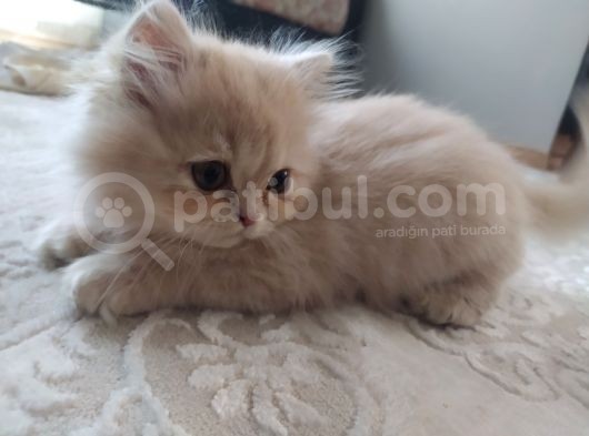 Tüy Yumağı Güzeller Güzeli Iran Chinchilla Yavru Ömürlük Yuv görsel