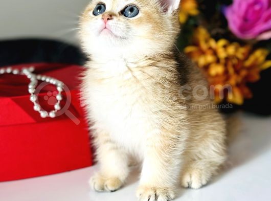 Saf Kan British Shorthair Golden görsel