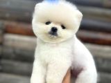Pomeranian Boo Teddy Face Mini Ayıcık Yavrumuz