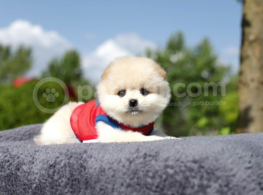 Yuvarlak Surat Pomerian Boo Yavrumuz