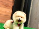 Pomeranian Boo Teddy Face Mini Ayıcık Yavrumuz