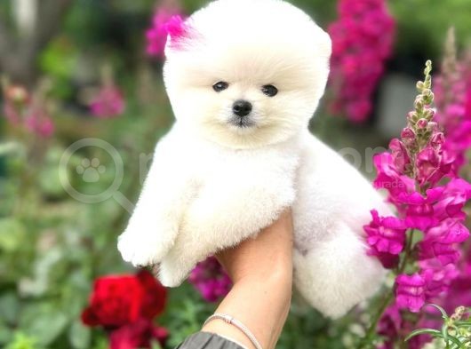 Pomeranian Boo Teddy Face Mini Dişi Yavrumuz görsel