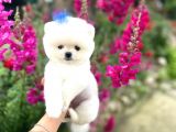 Pomeranian Boo Teddy Face Mini Ayıcık Yavrumuz