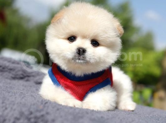 Yuvarlak Surat Pomerian Boo Yavrumuz görsel