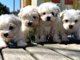 A kalite Maltese terrier yavrularımız