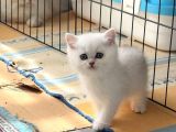 Anne Altindan Safkan Bri̇ti̇sh Yavrularimiz