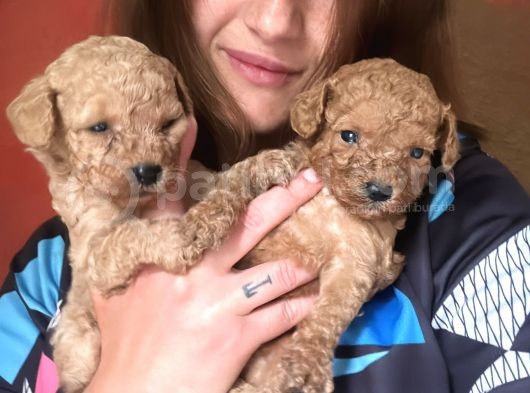 Toy Poodle Yavrular görsel