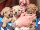 Toy Poodle Yavrular