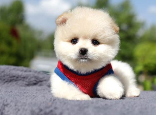 En Sevimli Yumuşacık Tüylü Scrli Pomeranian Boo Erkek görsel
