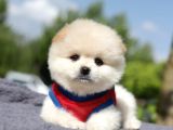 En sevimli Yumuşacık Tüylü Scrli Pomeranian Boo Erkek