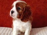 Cavalier Yavrular Şehirdışı Gönderilir