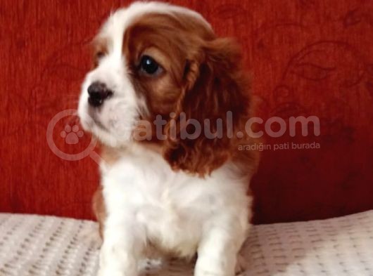 Cavalier Yavrular Şehirdışı Gönderilir görsel