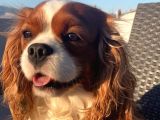 Cavalier Yavrular Şehirdışı Gönderilir